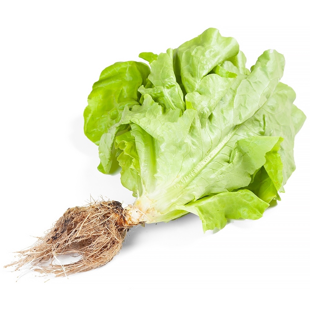 imagem de Alface Lisa Hidroponica Und